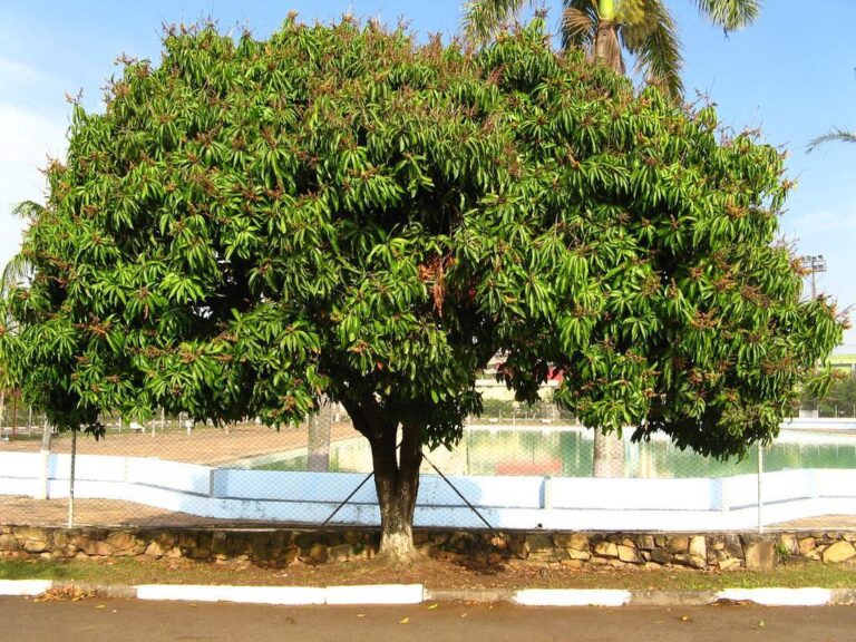 mango tree