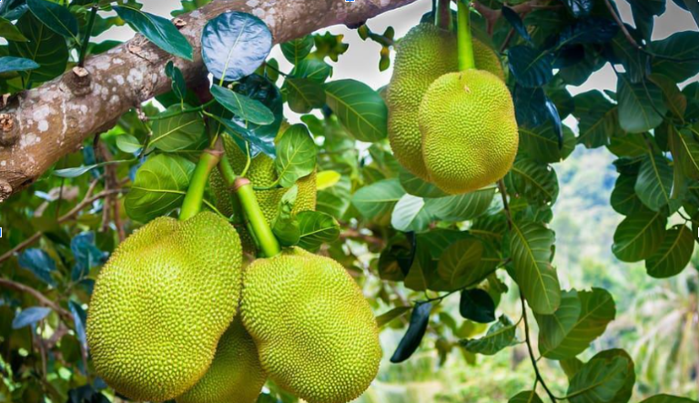 The Jackfruit Tree