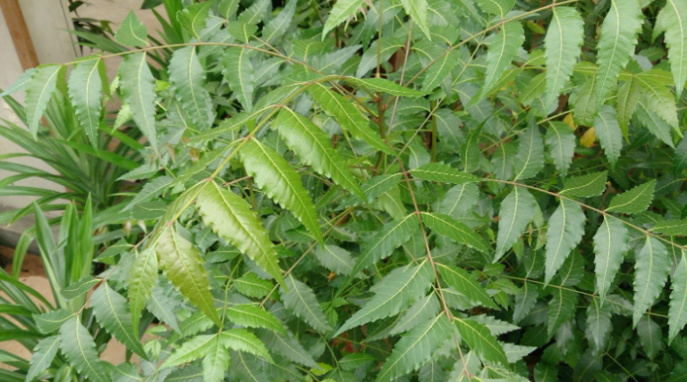 Tree Life of the Neem