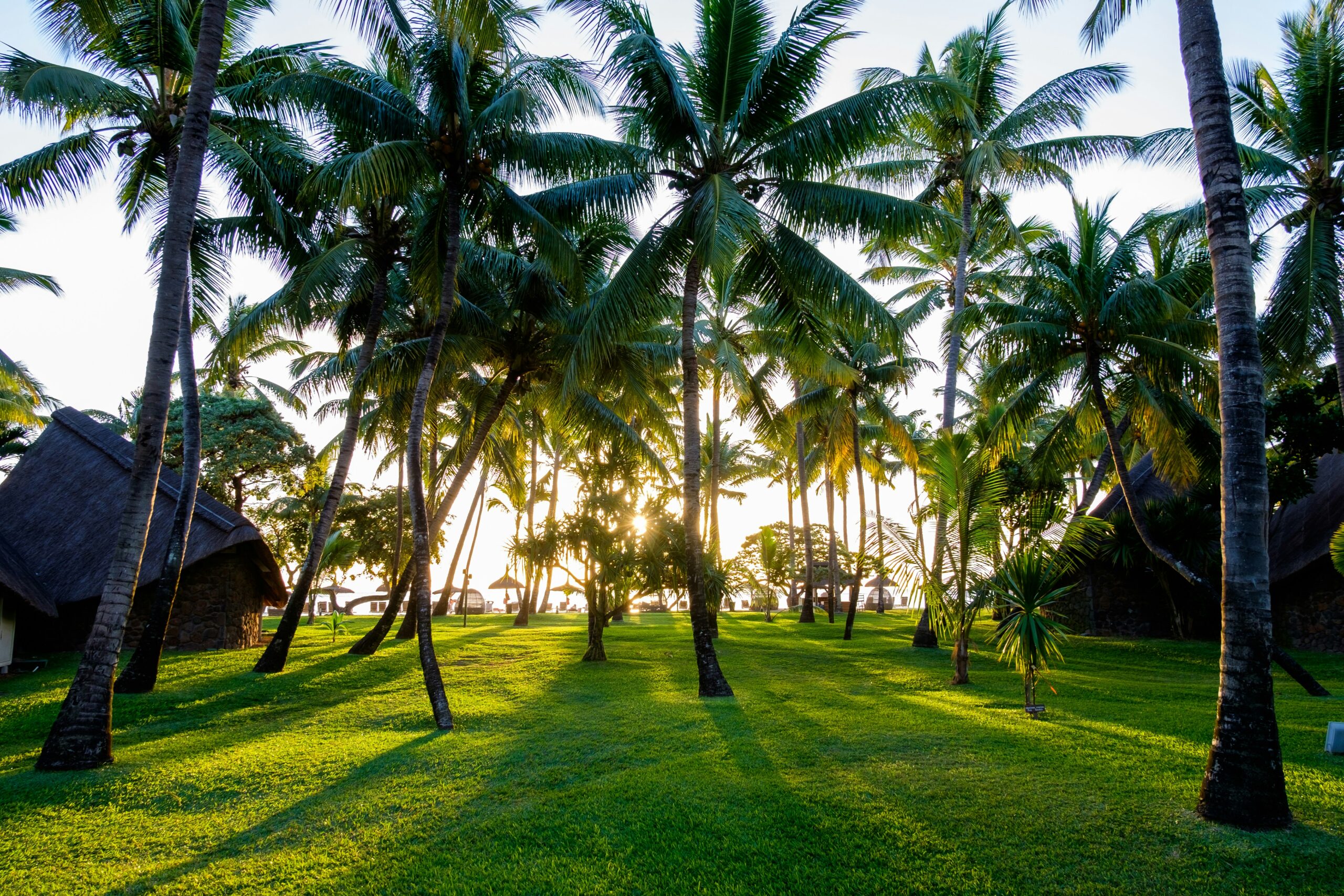 coconut tree