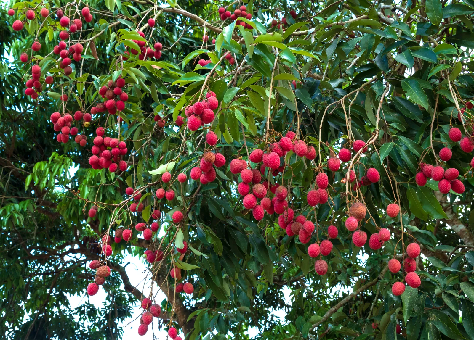 The Lychee Tree