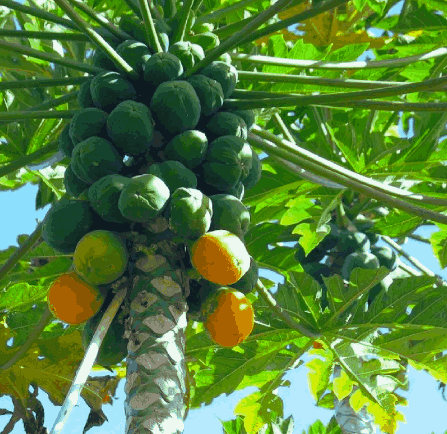 Life Cycle of the Papaya Tree