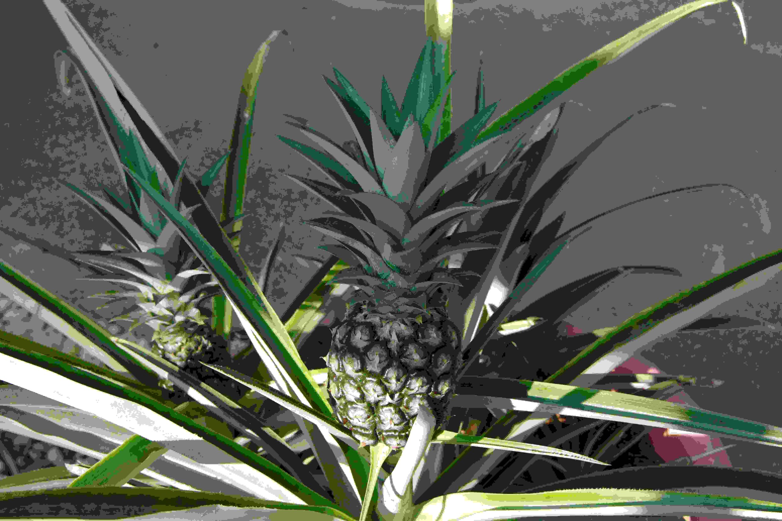 Planting the Pineapple