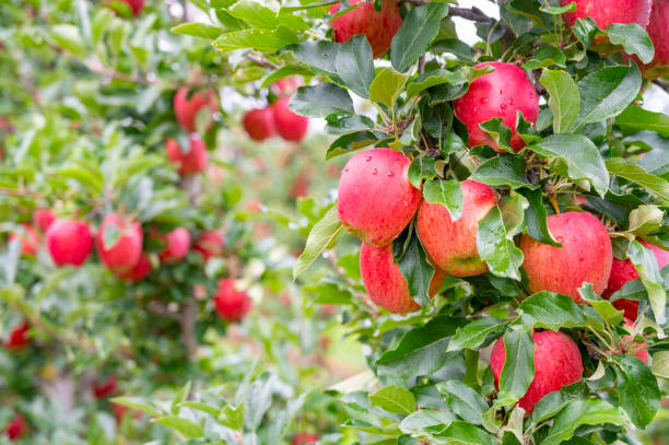 apple tree