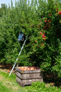 apple tree