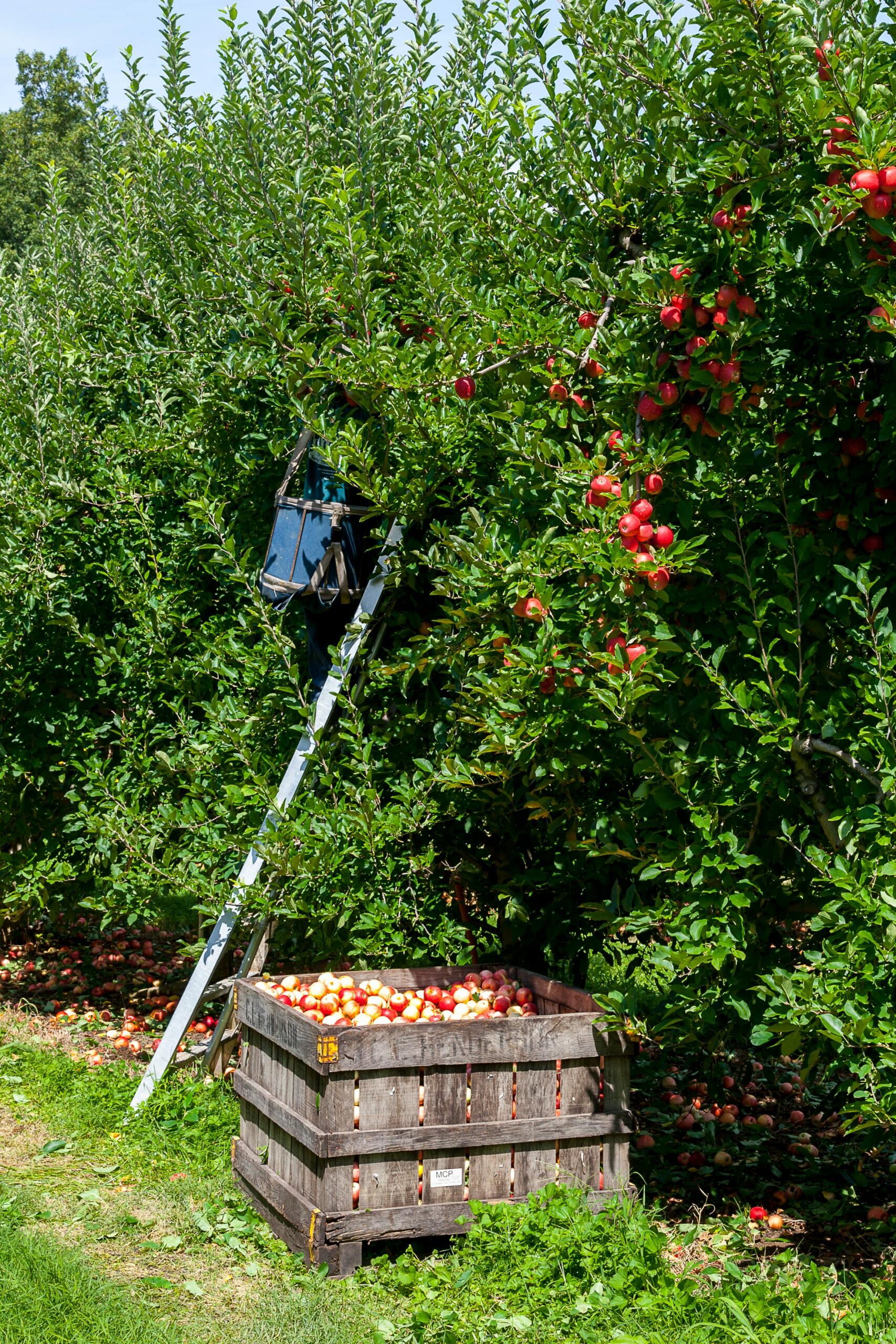 apple tree