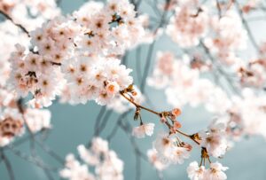 cherry blossom
