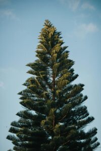pine tree