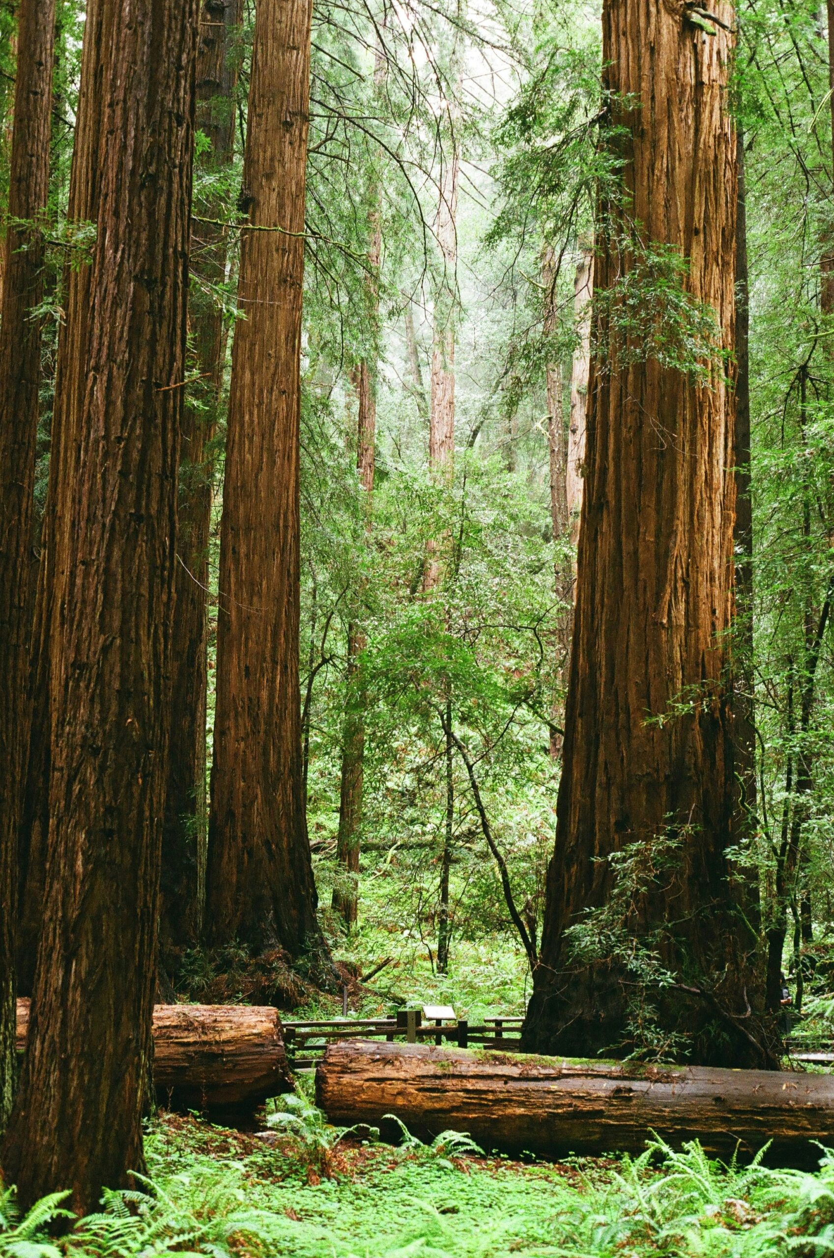 reed wood