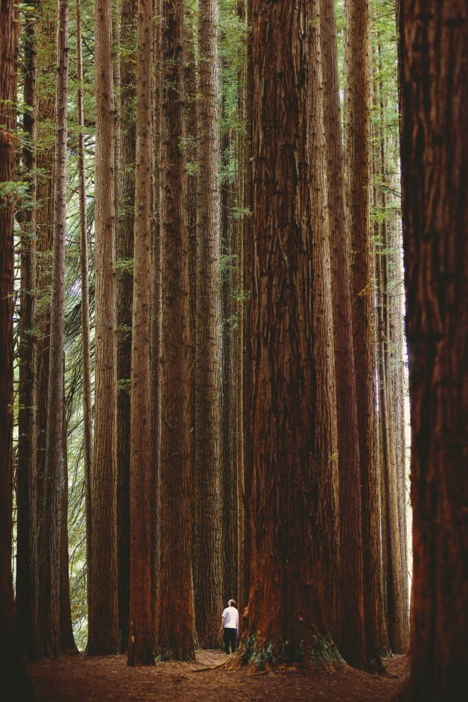 red wood forest