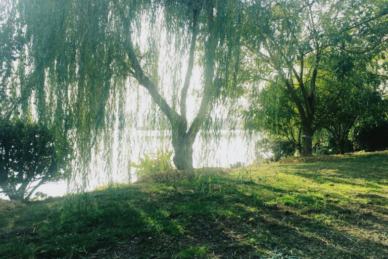 willow tree