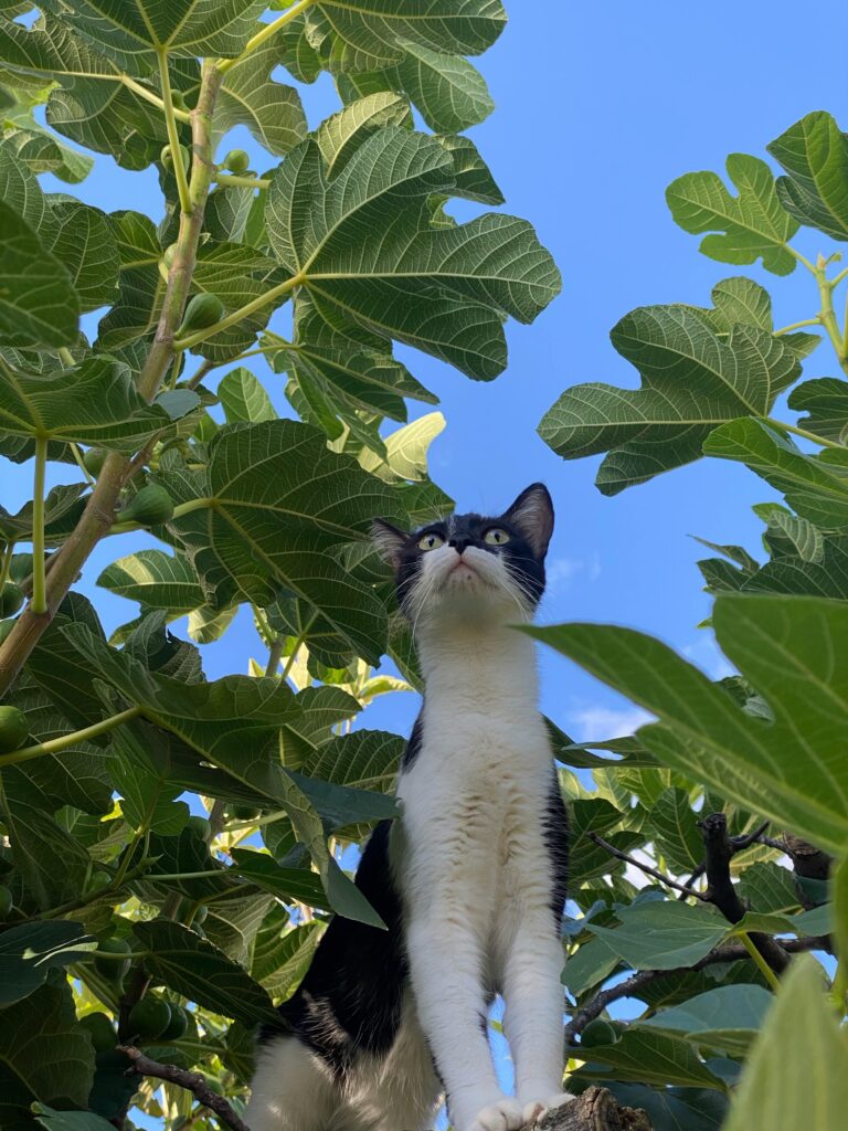 cat on fig tree