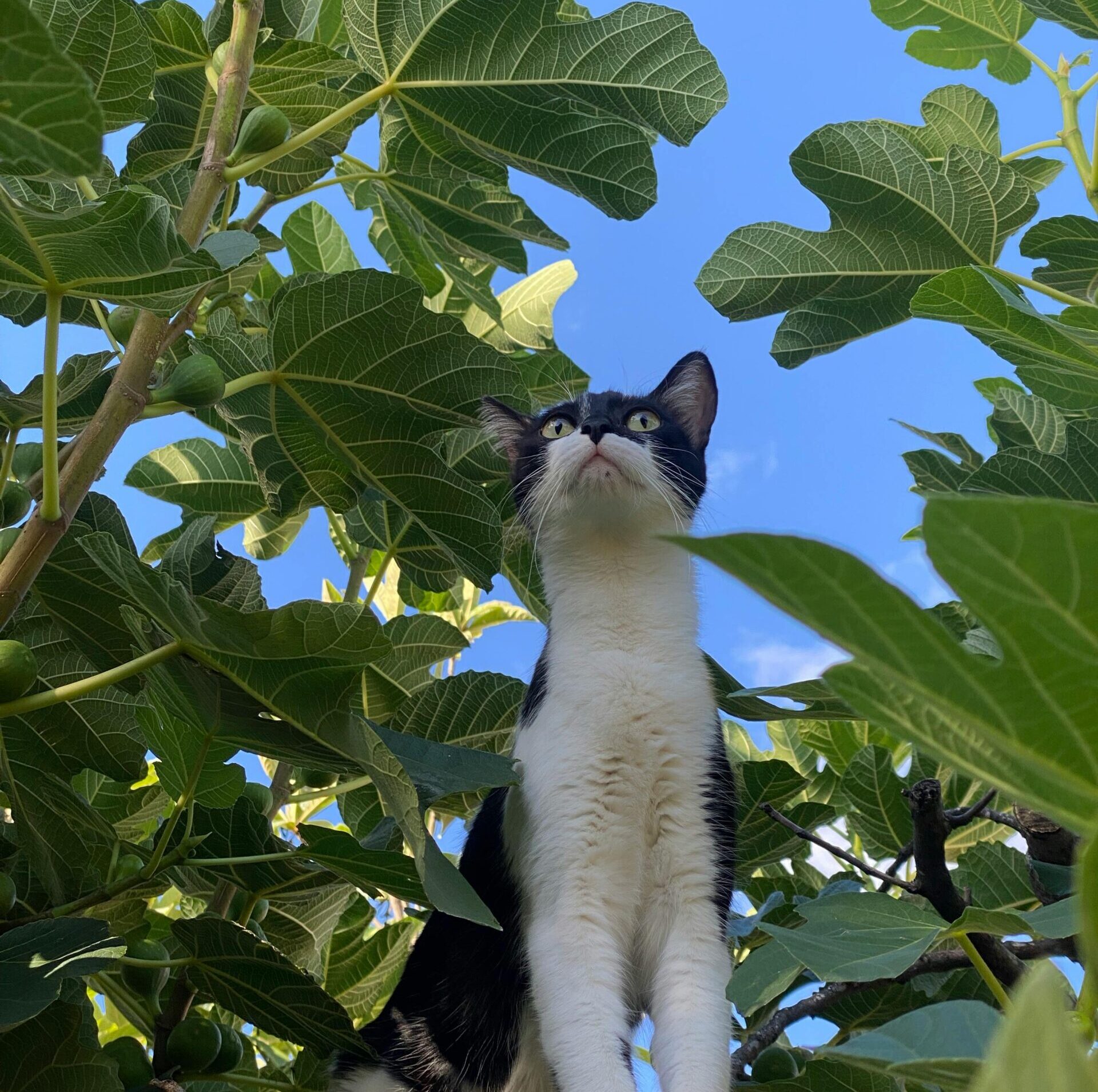 cat on fig tree